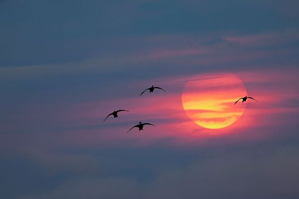 Jones, Adam 아티스트의 Canada geese silhouetted flying at sunset-Grand Teton National Park-Wyoming작품입니다.